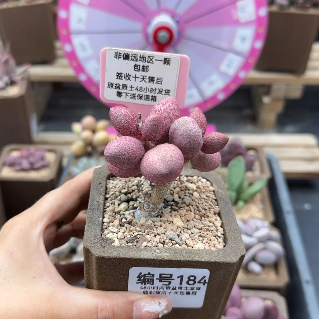 就****吧184服部多肉植物