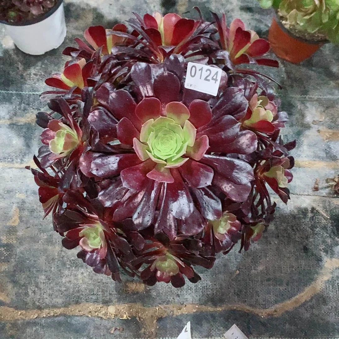 y*y欧紫0124多肉1111