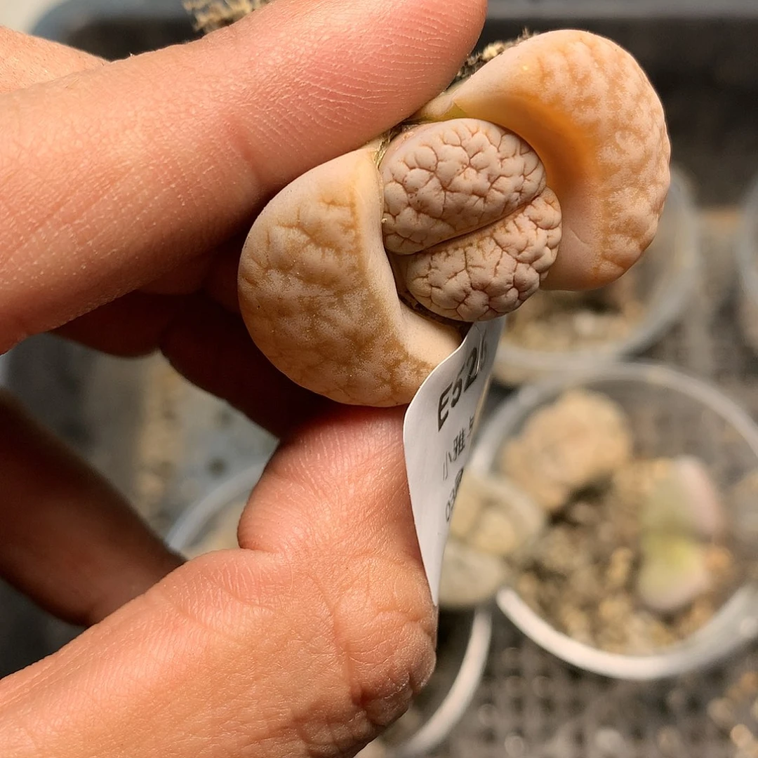 E525多肉植物保护