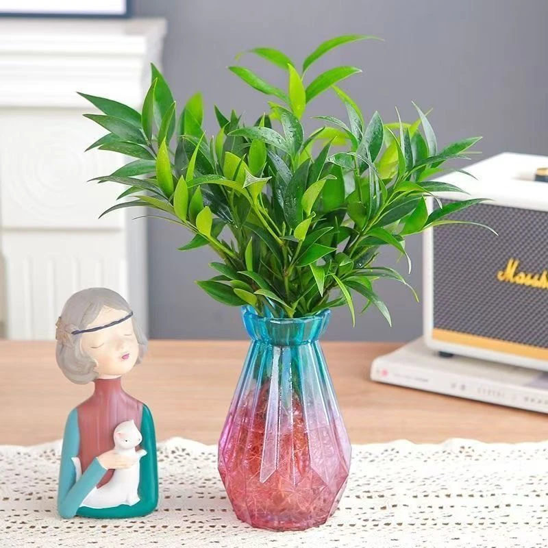 竹柏四季常青驱蚊竹居家办公室水培植物