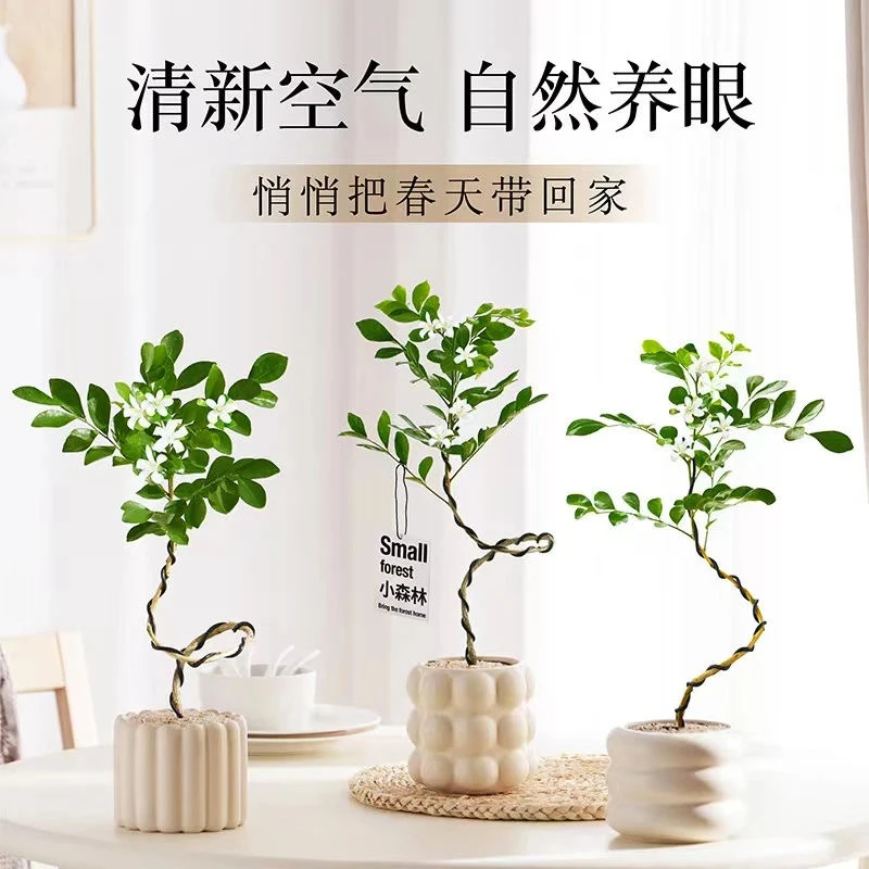 九里香盆栽室内桌面四季常青好养活可净化空气花卉绿植