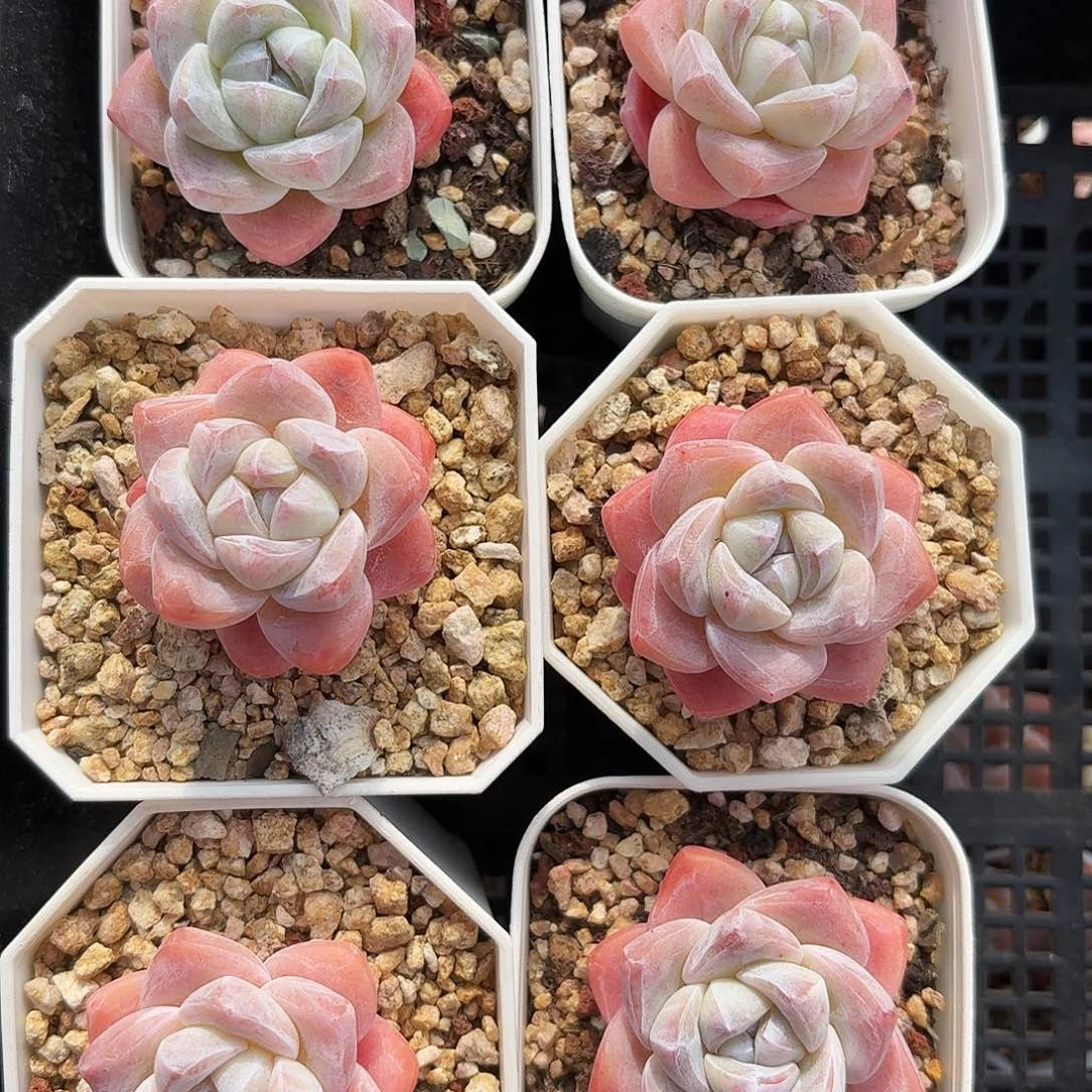 粉白底冰玉单头6颗一组