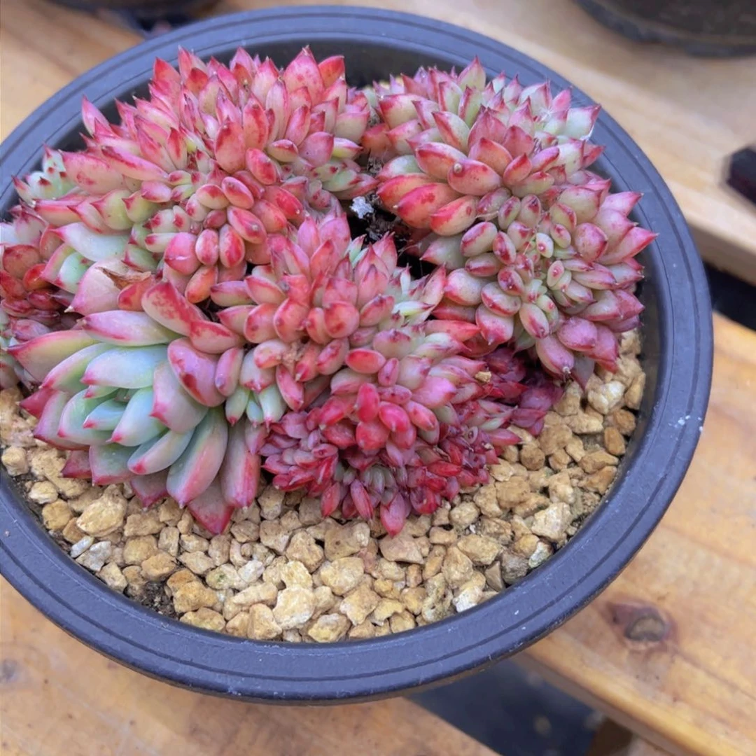 心**飞缀，多肉植物