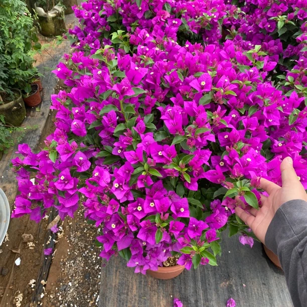 【贰店】三角梅云南紫运输过程有可能会掉花掉叶实属正常6-18