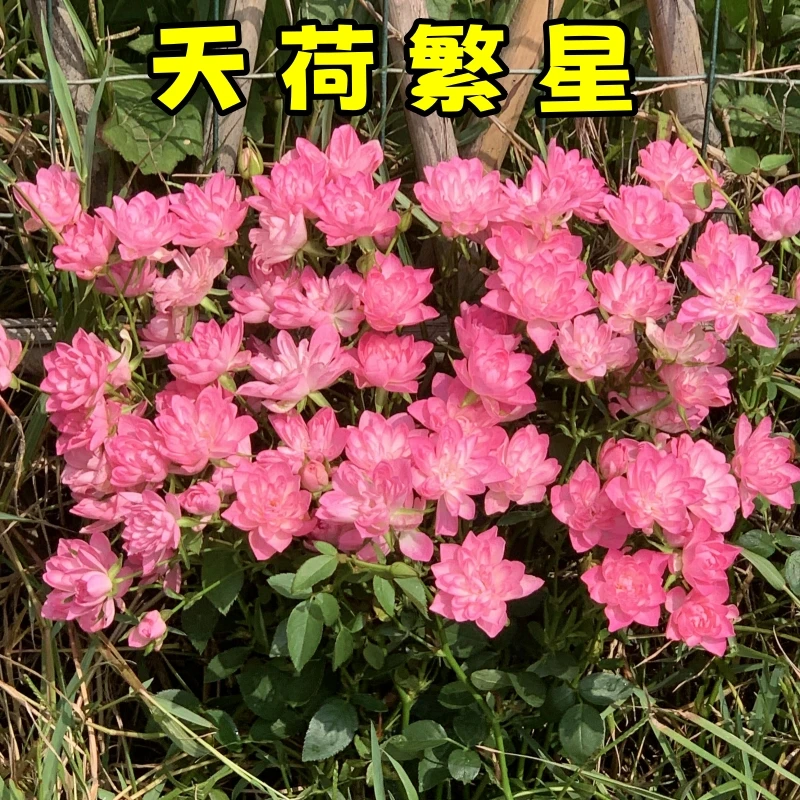 天荷繁星月季灌木多头多季开迷你玫瑰荷花型阳台花卉四季开花