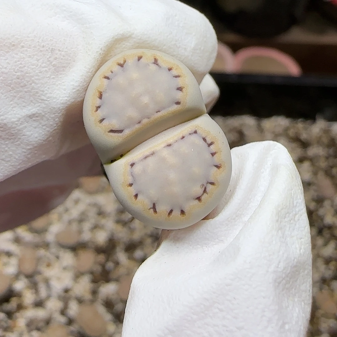 11.15.1621.6糖霜饼干.9027