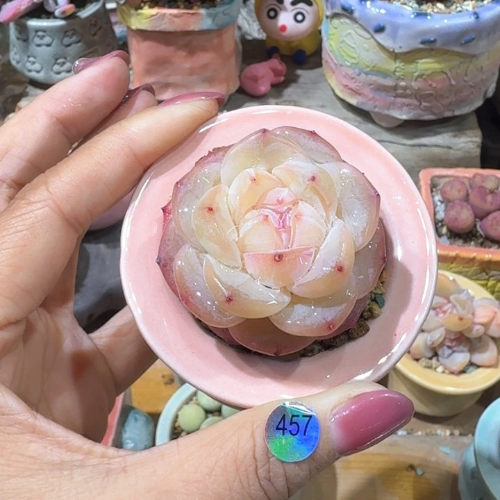 457 多肉含盆土 30元包邮 除偏远地区