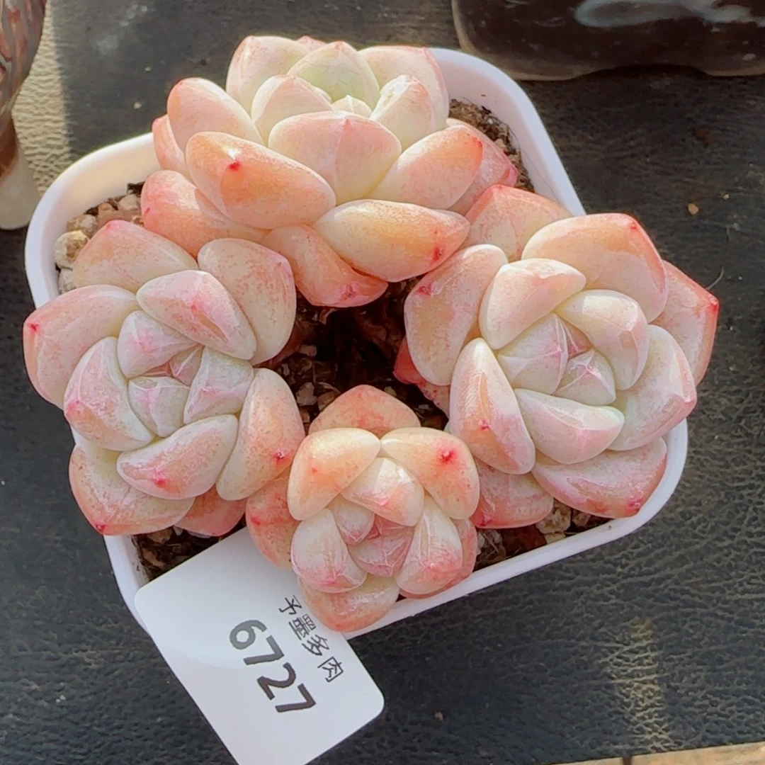 粗桩冰玉，6727多肉植物