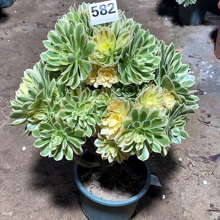 法师植物一物一拍582