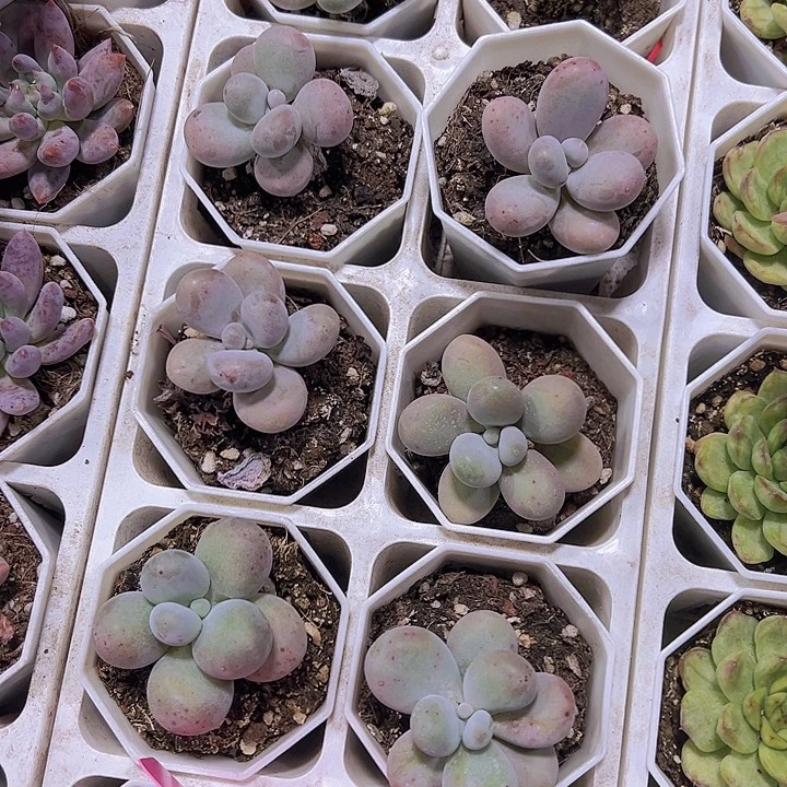 老桩奶酪19包邮多肉植物