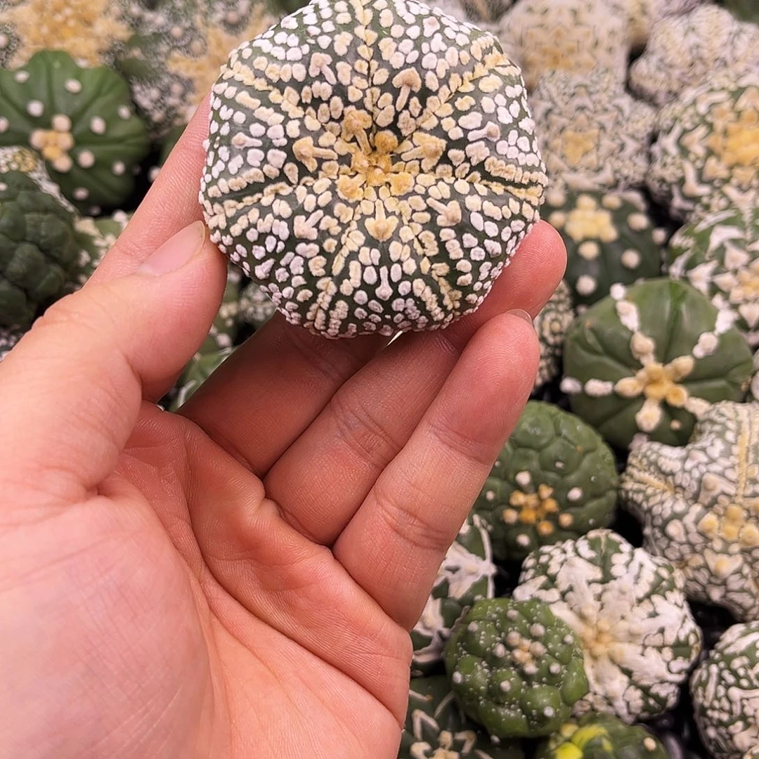 开播福利海星体ｖ兜