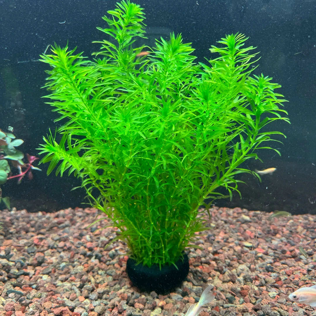 【大缸专用/大坨草】蜈蚣草真水草懒人增氧草缸水草好养活草缸水草