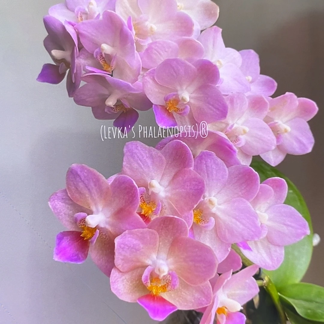 无花朵2.5寸桃之夭夭苗