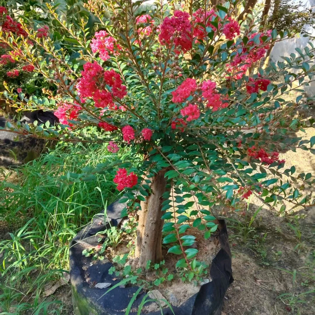 紫薇基地，一物一拍，改价上链接