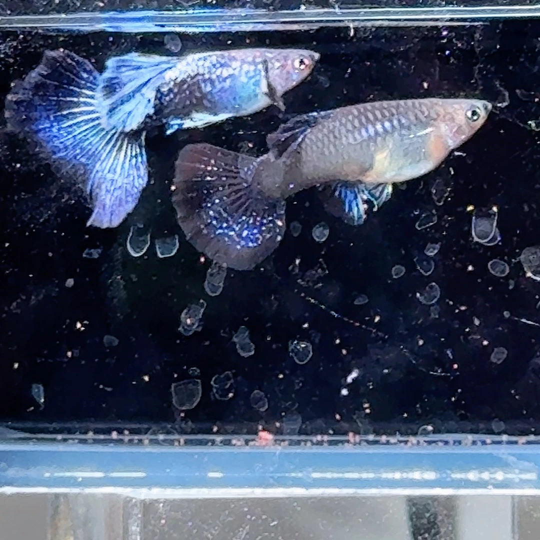 孔雀鱼紫龙半月一对