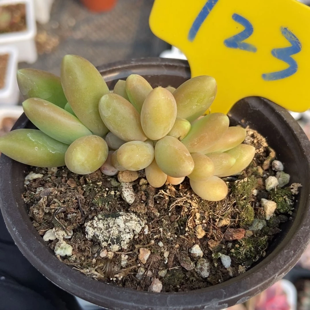 723芒果奶多肉植物