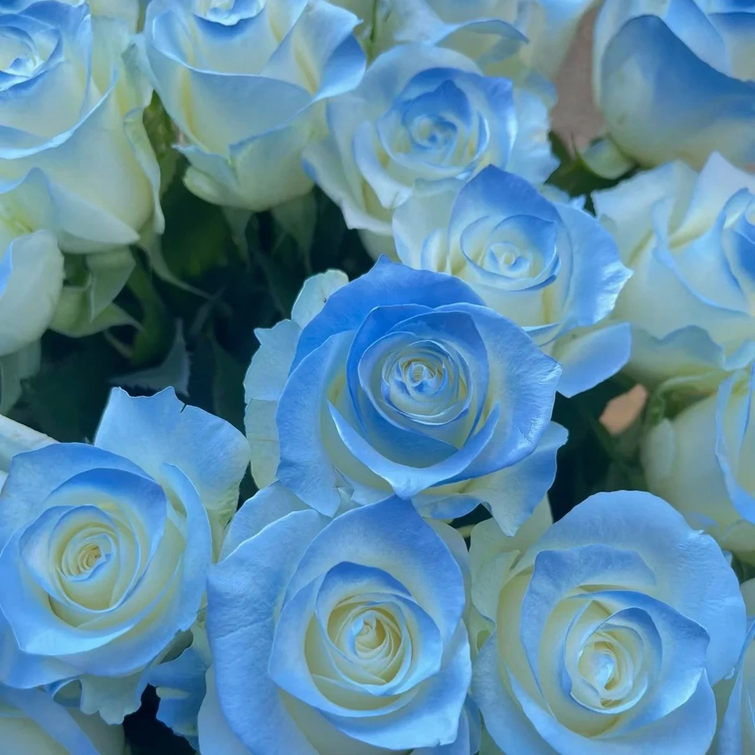 【骄傲碎冰蓝玫瑰十枝】喷色玫瑰山西河南河北今天拍明天到