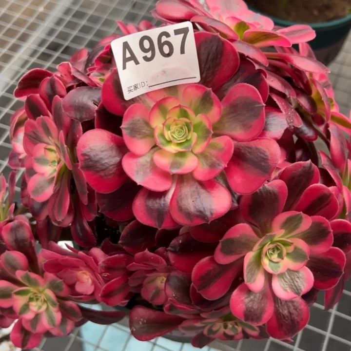 967美杜莎25厘米左右