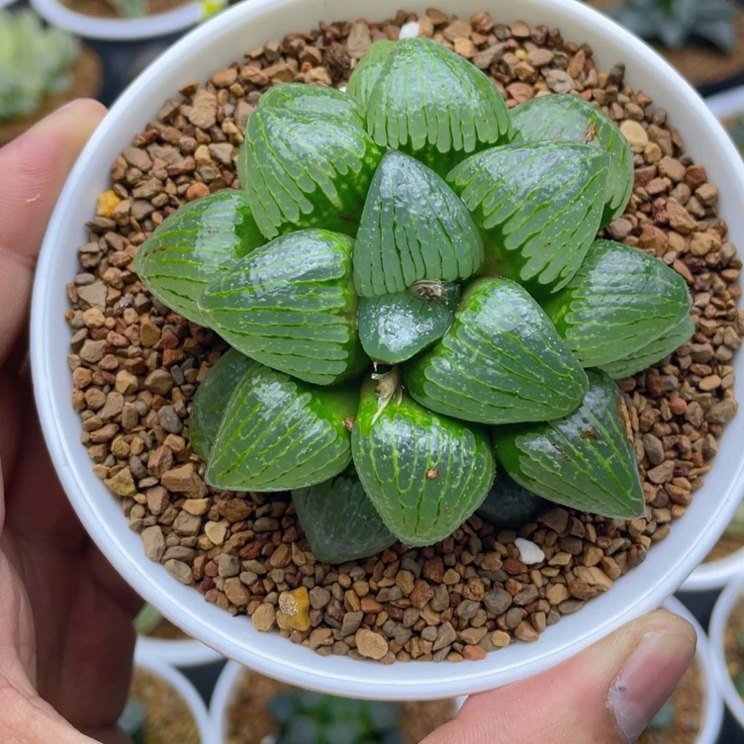 亲子姬寿十二卷多肉