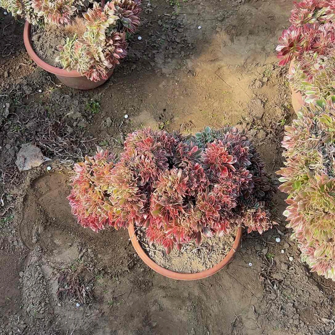 丿****令女神缀化脱土发货