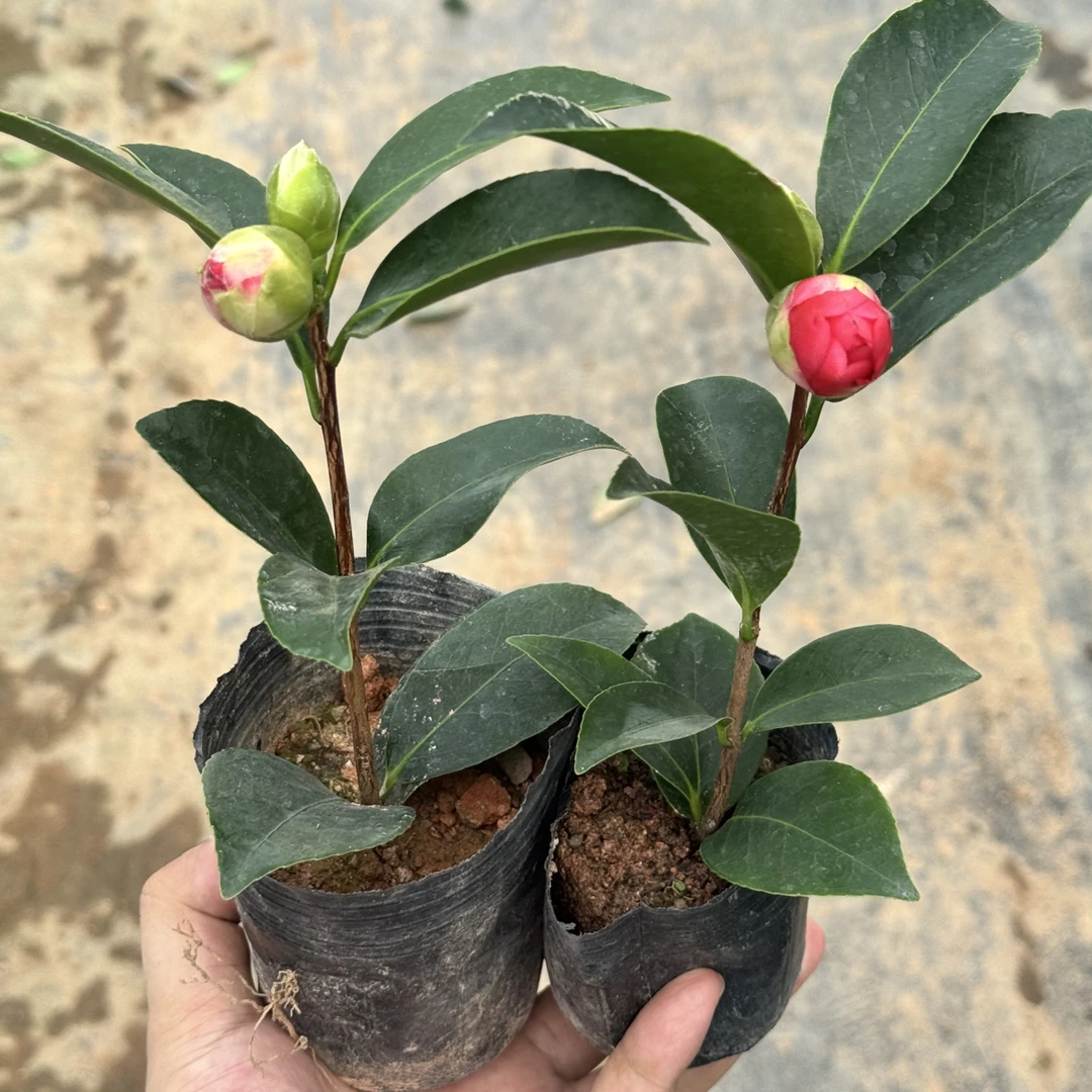 四季山茶花 重瓣红色  带花苞两颗