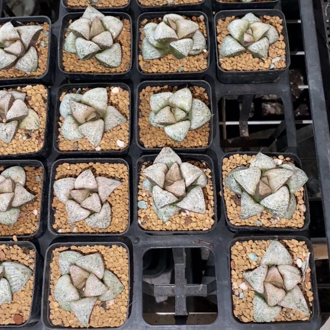 一颗泰姬陵 双12福利