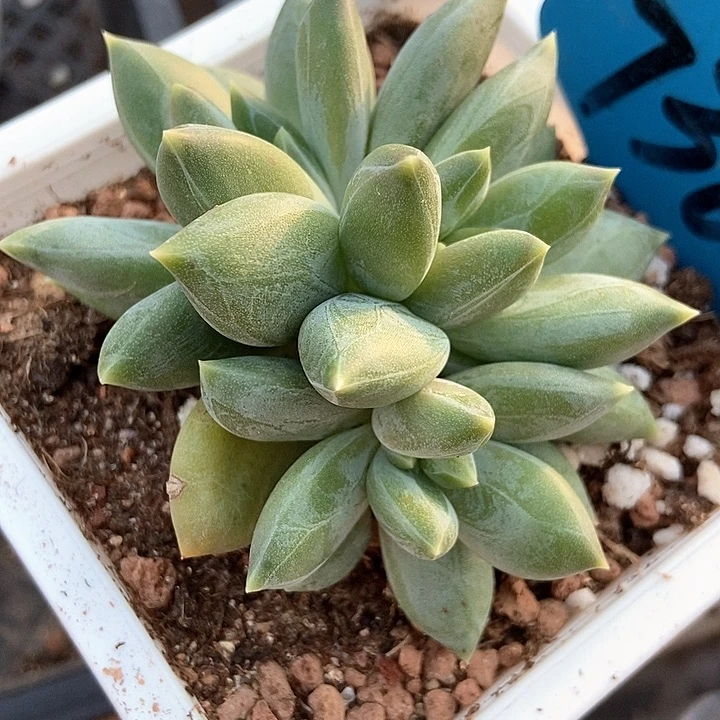 多肉植物重楼7366