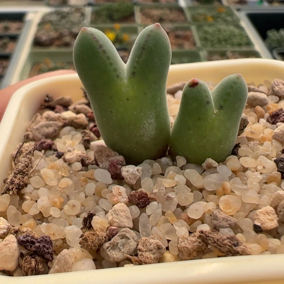 738 好看的多肉冲冲冲