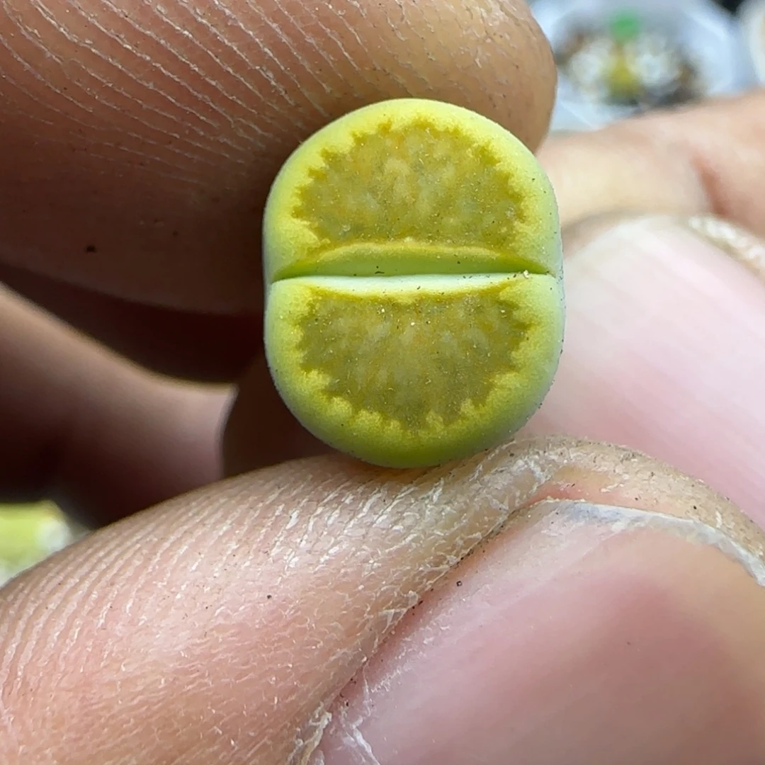 883 生石花大棚直播