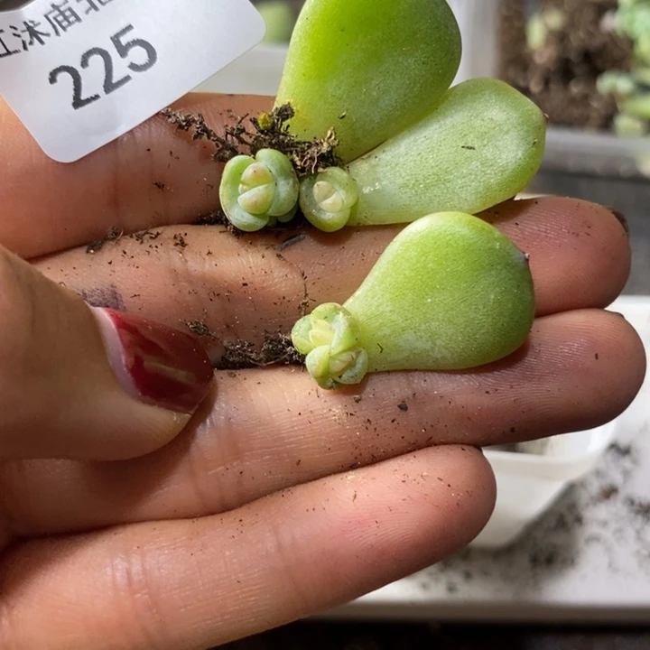 标签225珍妮芽苗一个多肉