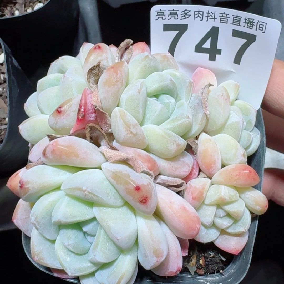 冰玉群生整装无砍