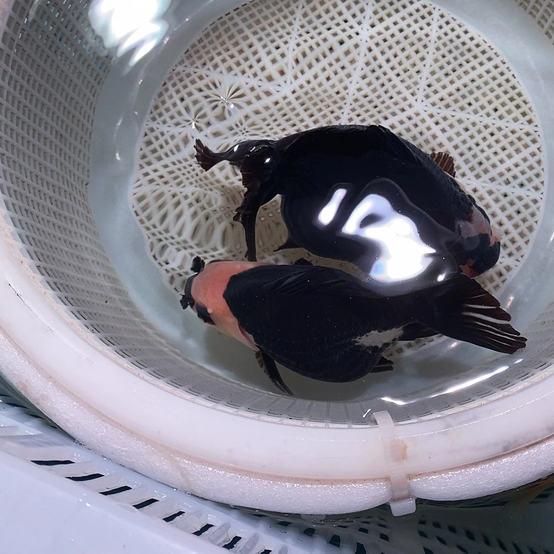 紫***来海水鱼2条玛丽一个包裹包裹