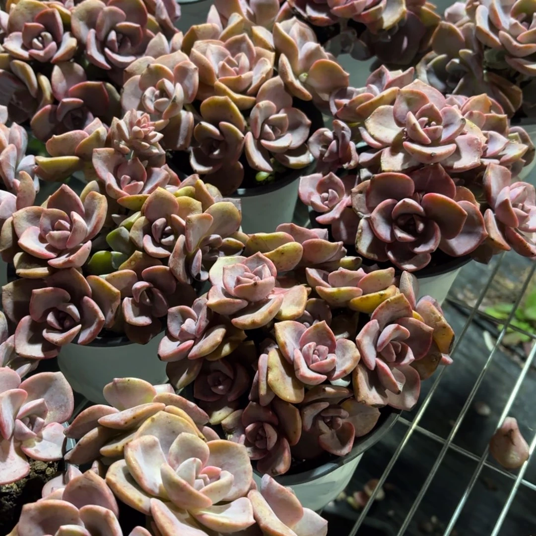 彩虹糖多肉整群11㎝盆