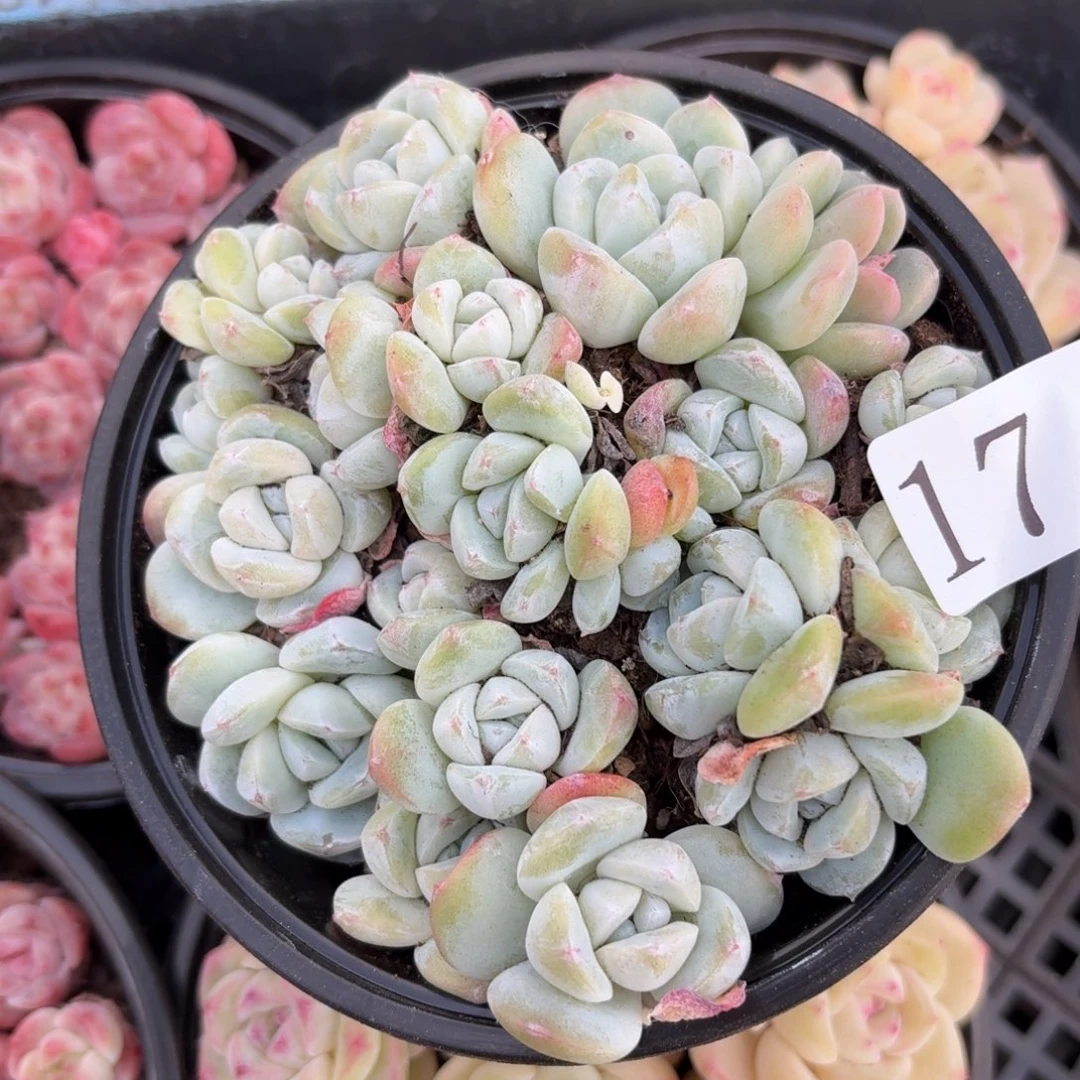 多肉植物多肉植物17