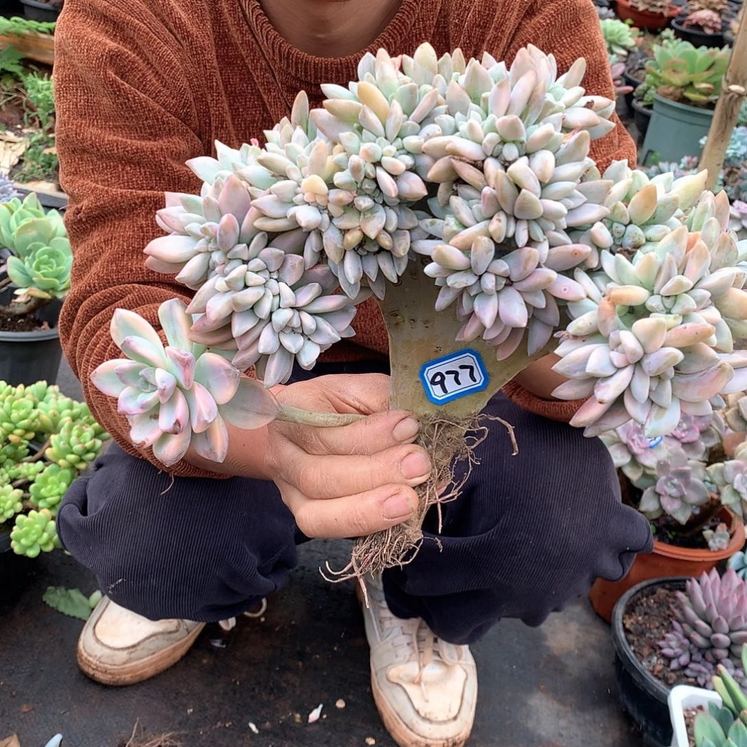 977淡雪锦缀 一物一拍多肉