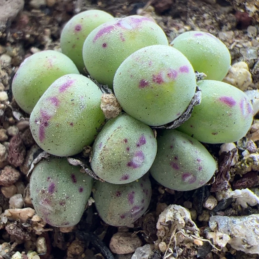 大家过年好22832