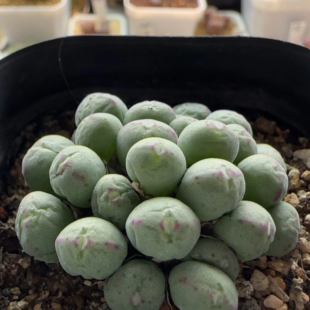 【闪购商品】0919 当天28包邮非偏远