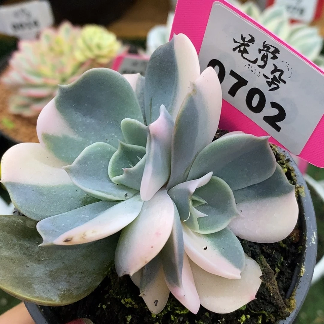 702福利哈哈哈哈哈哈