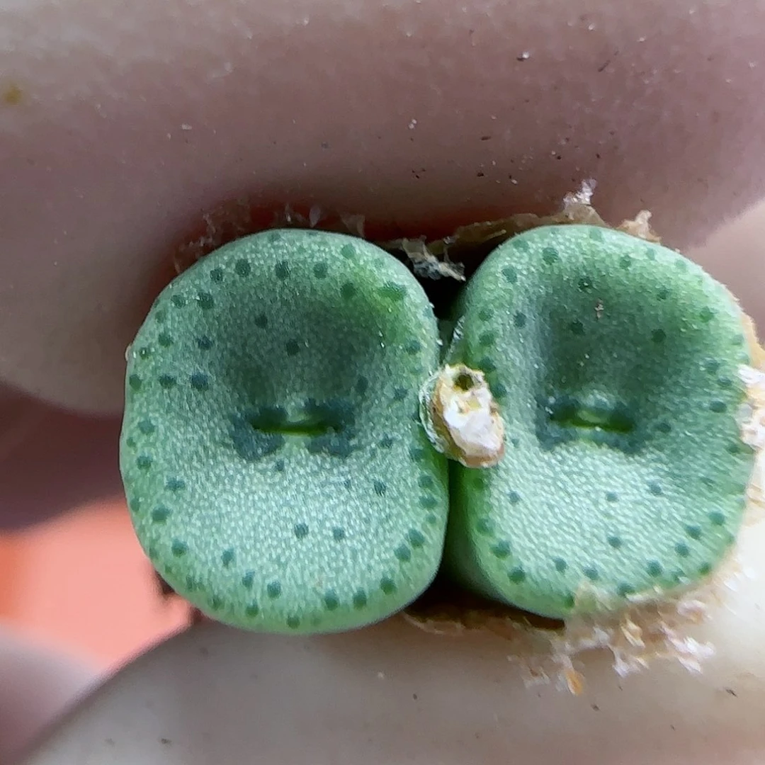 355金币杂交福利