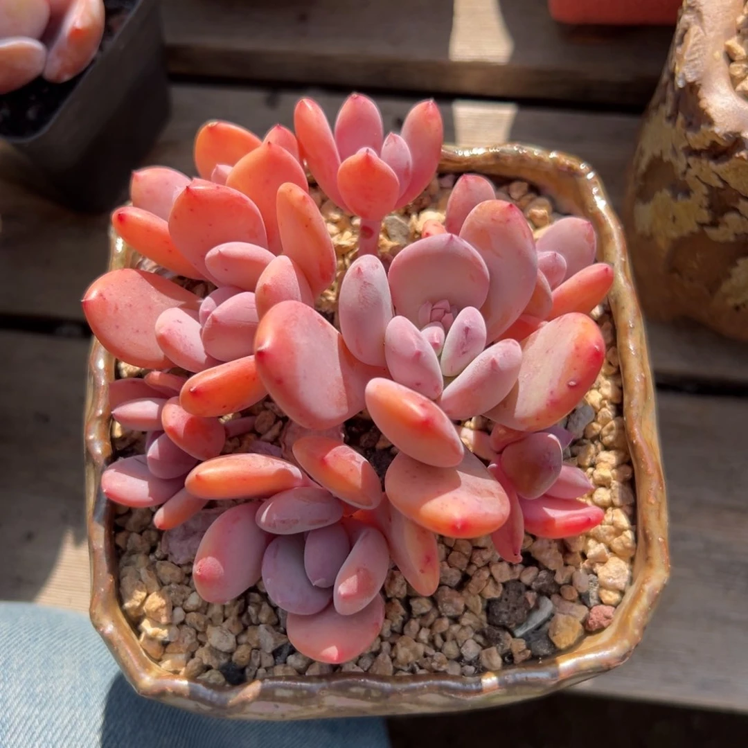 灰姑娘111111111111111