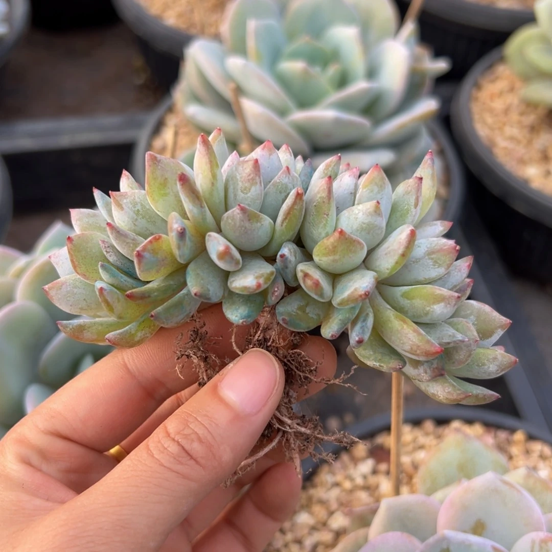 咸***园新年快乐 新年快乐