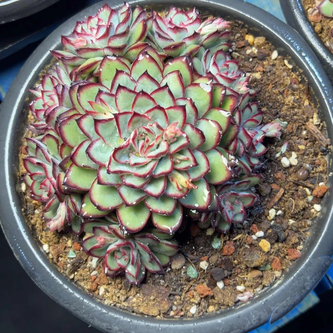 【闪购商品】肉酱玫瑰多肉29.8