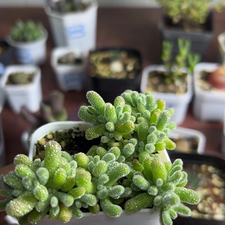 枝干番杏冰晶可爱039