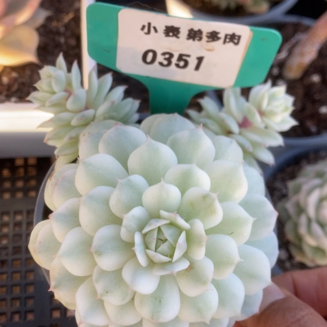 351静夜锦锦锦锦锦