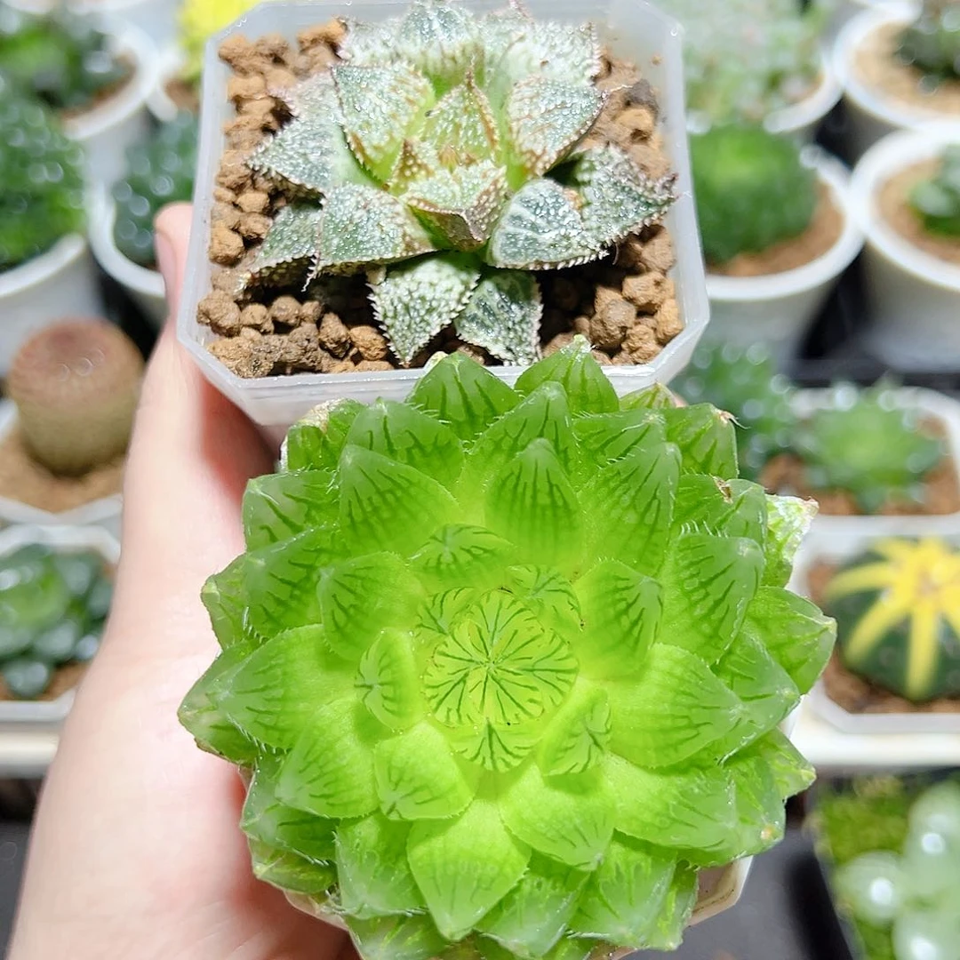 樱水晶➕彩虹城发货