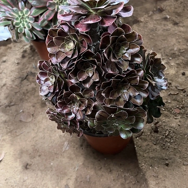 林****）多肉植物法师拉丝88