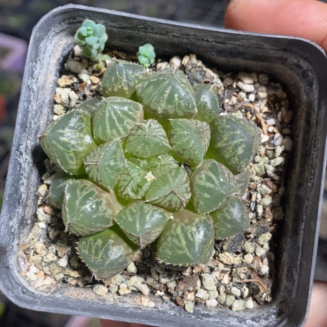 楼兰一颗 随机发货 福利