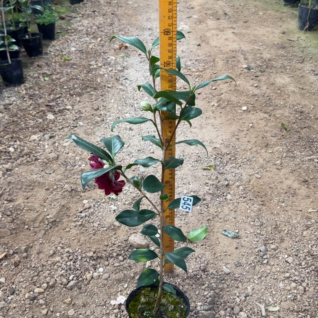 少量花朵（建议范围：2朵-5朵 或40%以下）545紫罗旋一个花苞