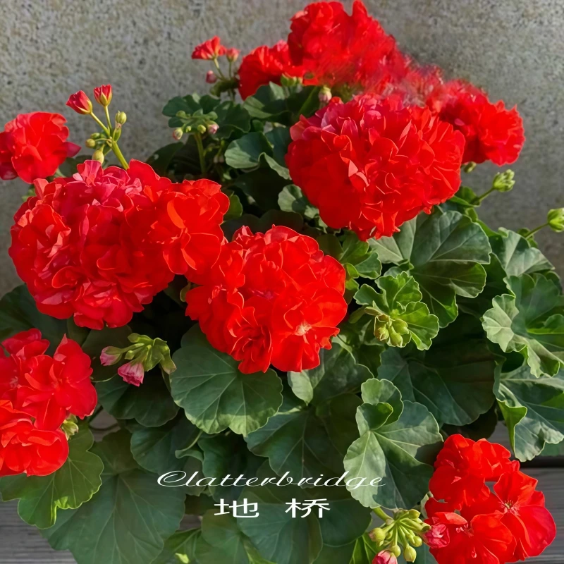 【地桥】直立精品多分支天竺葵带花苞原盆原土发货四季开花爆花机器