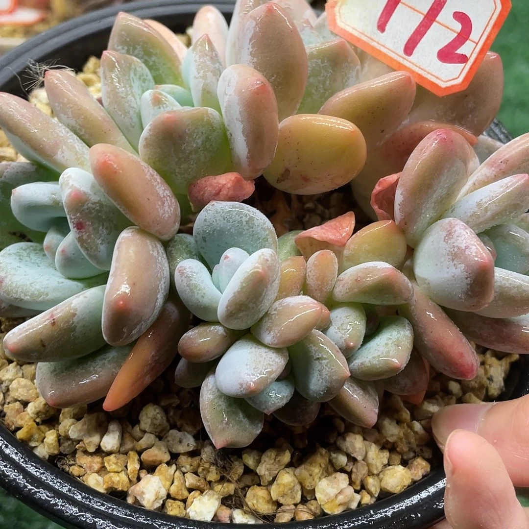 172一物一一拍一拍